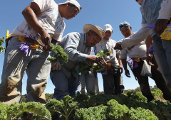 Evangelical body welcomes US pause on deporting immigrant laborers in agriculture and hospitality