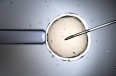 Swiss Evangelical Alliance opposes egg donation plans for women in Switzerland