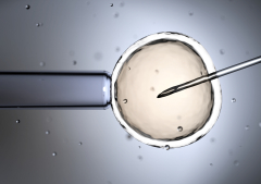 Swiss Evangelical Alliance opposes egg donation plans for women in Switzerland