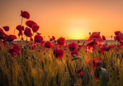 Don't let the tall poppy syndrome ruin your experience of the Kingdom of God
