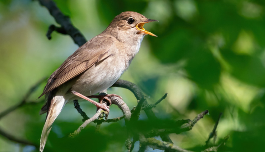 Morning Chorus