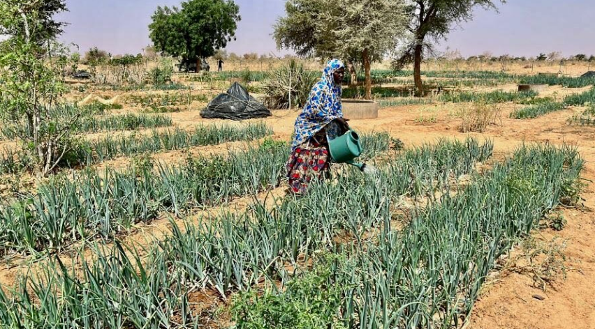 Niger land reclamation