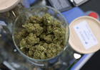 Cannabis, marijuana