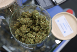 Cannabis, marijuana