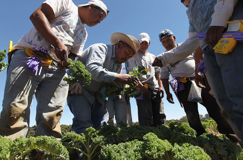 Migrant farm workers from Mexico inspect organic kale while working at the Grant Family Farms in Wellington, Colorado.