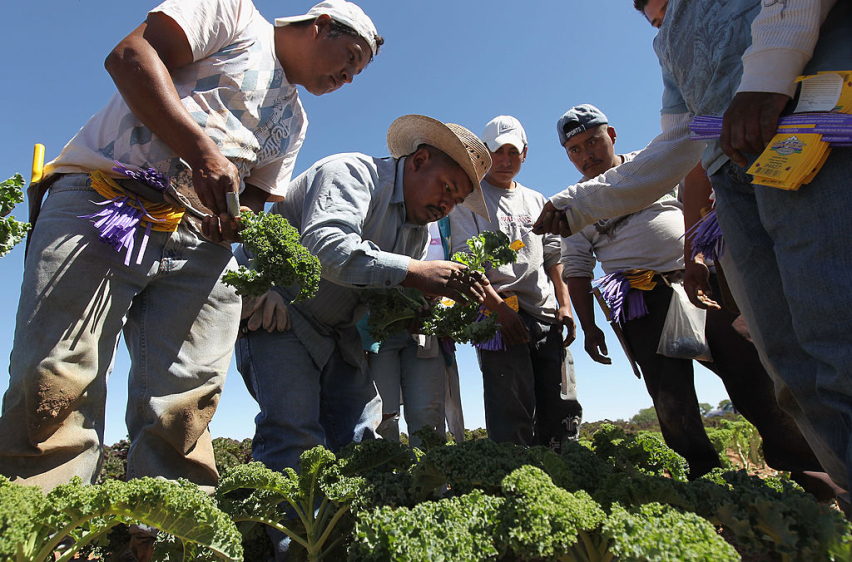 Migrant farm workers from Mexico inspect organic kale while working at the Grant Family Farms in Wellington, Colorado.