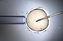 Swiss Evangelical Alliance opposes egg donation plans for women in Switzerland