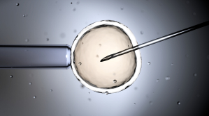 Swiss Evangelical Alliance opposes egg donation plans for women in Switzerland