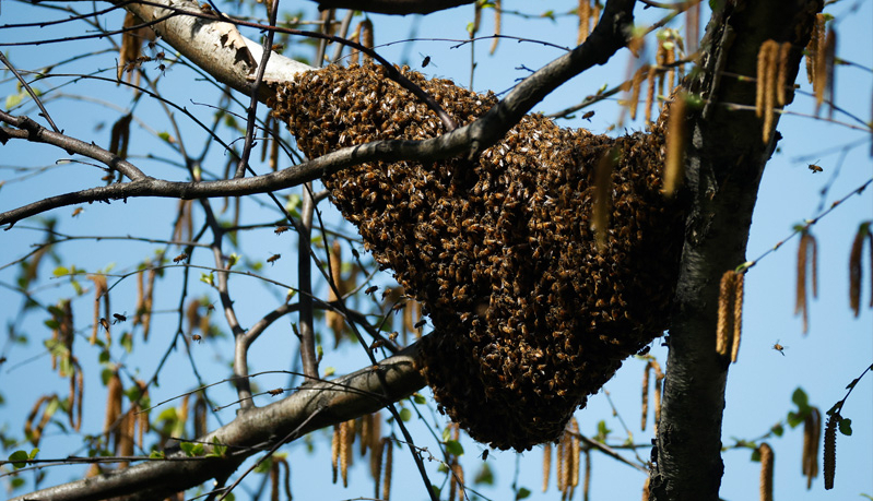 Bee Hugs