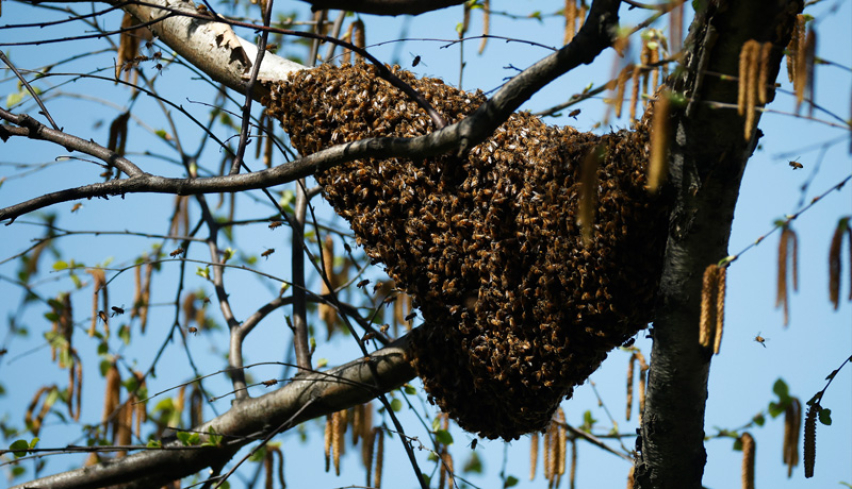 Bee Hugs