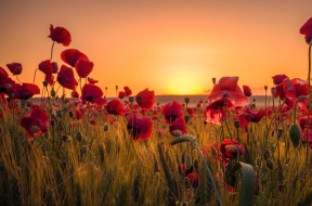 Tall Poppies