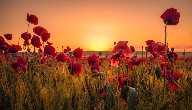 Tall Poppies