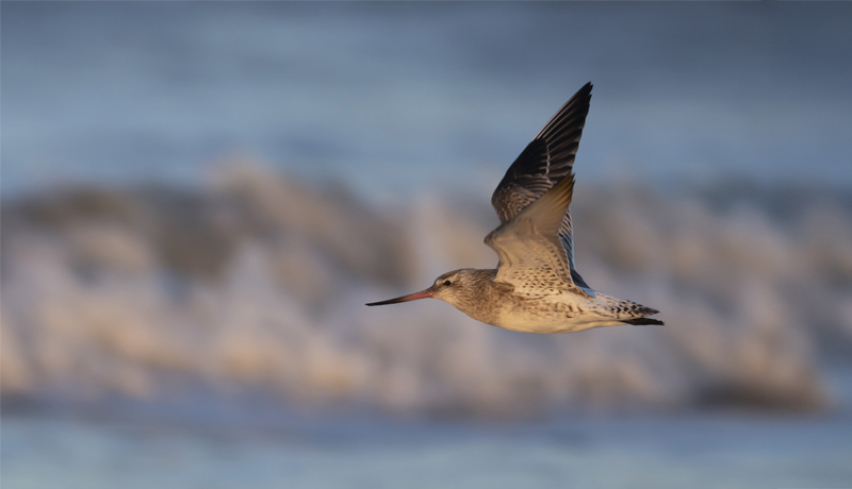 Bar Tailed Godwit in Flight