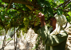 A villager portrayed in first-century dress tends grapevines at Nazareth Village, illustrating agricultural practices common in Galilee during the time of Jesus.