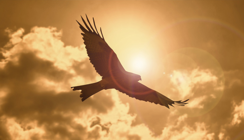 Sunset eagle