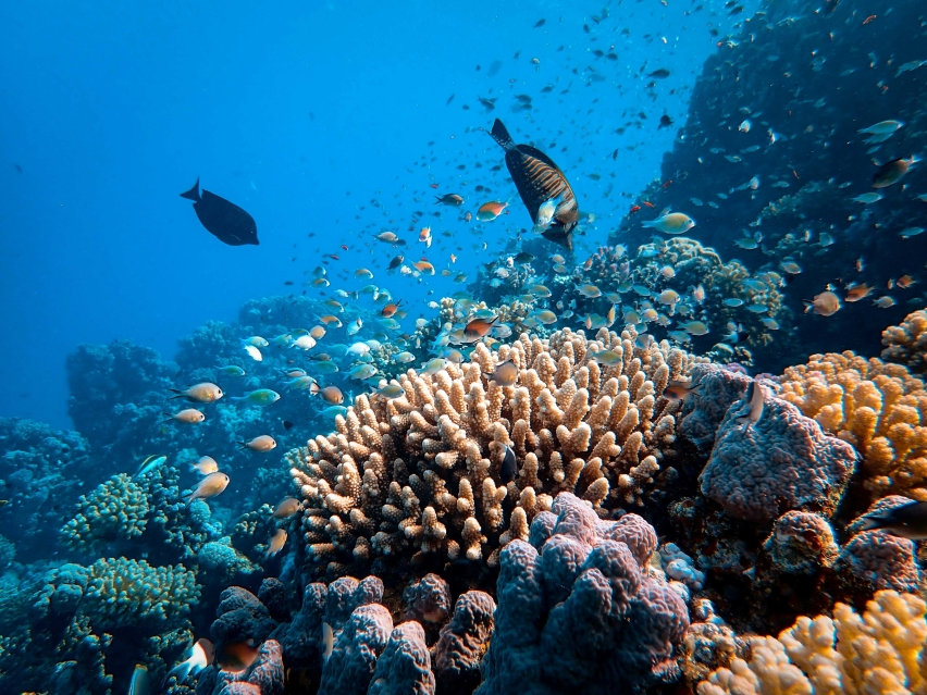 New hope beneath the waves: scientists have identified 166,000 sq km of coral reef capable of surviving climate change — three times more than previously thought.