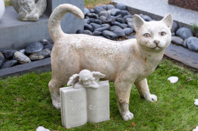 Curious Cat