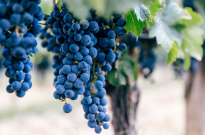 Abiding in the vine