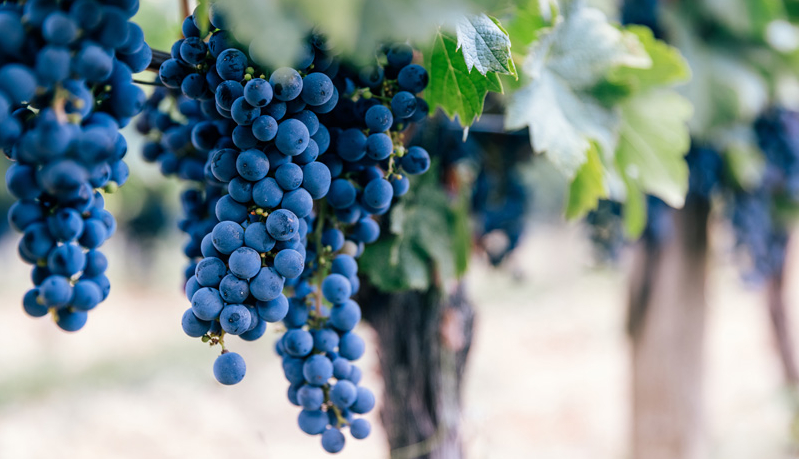 Abiding in the vine