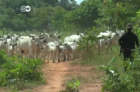 Fulani cattleman in southern Nigeria.