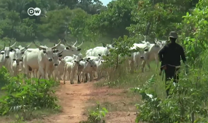 Fulani cattleman in southern Nigeria.