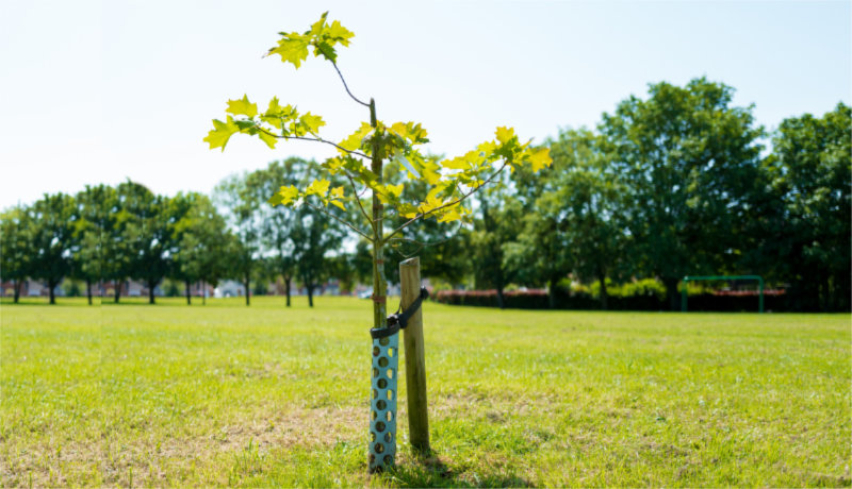 Plant a tree