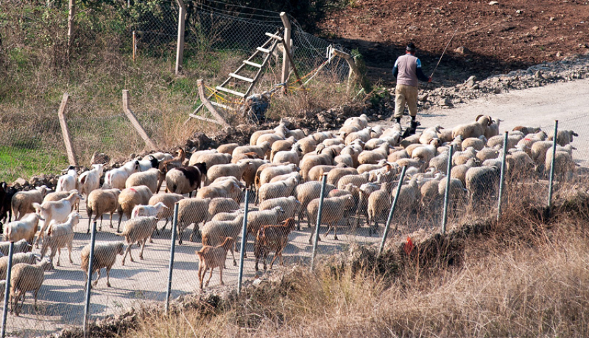 Sheep following the shepherd