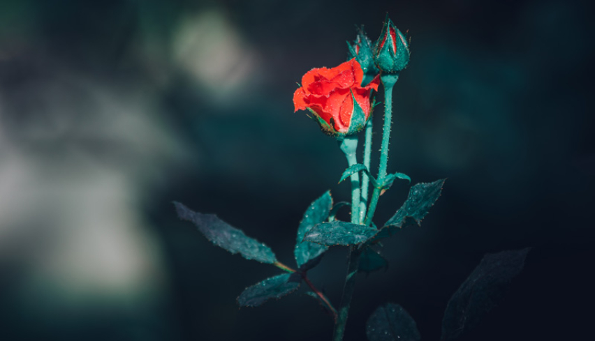 A rose