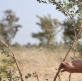 An Australian farmer's gift to the world