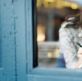 The benefits of living as a semi-detached insider