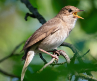 Thanking God for a birdsong awakening