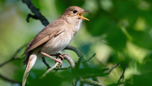 Thanking God for a birdsong awakening