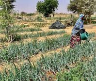 From food aid to food security: How reclaiming the Sahel desert is greening Niger and enhancing livelihoods