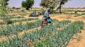 From food aid to food security: How reclaiming the Sahel desert is greening Niger and enhancing livelihoods