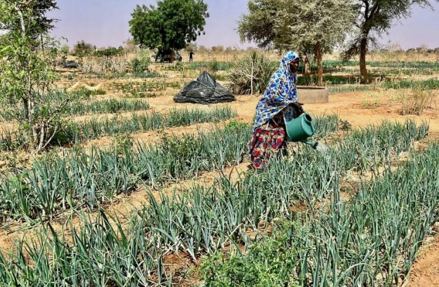 From food aid to food security: How reclaiming the Sahel desert is greening Niger and enhancing livelihoods
