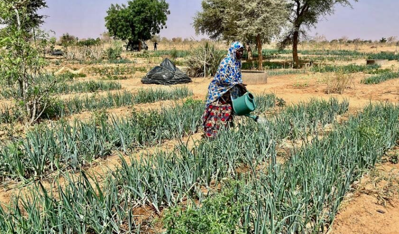 From food aid to food security: How reclaiming the Sahel desert is greening Niger and enhancing livelihoods