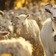 The seductive allure of Cultural Christianity — so near yet so far