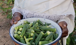 Innovative program counters physical and spiritual poverty in West Africa: improving nutrition and generating income for evangelism