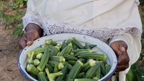 Innovative program counters physical and spiritual poverty in West Africa: improving nutrition and generating income for evangelism