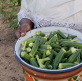 Innovative program counters physical and spiritual poverty in West Africa: improving nutrition and generating income for evangelism