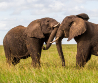When the elephants fight the grass suffers is an apt analogy for today's geopolitical situation