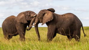 When the elephants fight the grass suffers is an apt analogy for today's geopolitical situation
