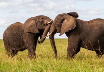 When the elephants fight the grass suffers is an apt analogy for today's geopolitical situation
