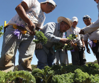 Evangelical body welcomes US pause on deporting immigrant laborers in agriculture and hospitality