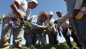 Evangelical body welcomes US pause on deporting immigrant laborers in agriculture and hospitality