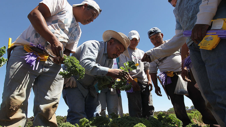 Evangelical body welcomes US pause on deporting immigrant laborers in agriculture and hospitality