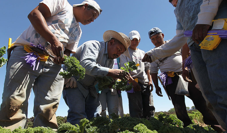 Evangelical body welcomes US pause on deporting immigrant laborers in agriculture and hospitality
