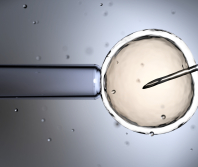 Swiss Evangelical Alliance opposes egg donation plans for women in Switzerland