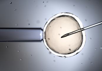 Swiss Evangelical Alliance opposes egg donation plans for women in Switzerland