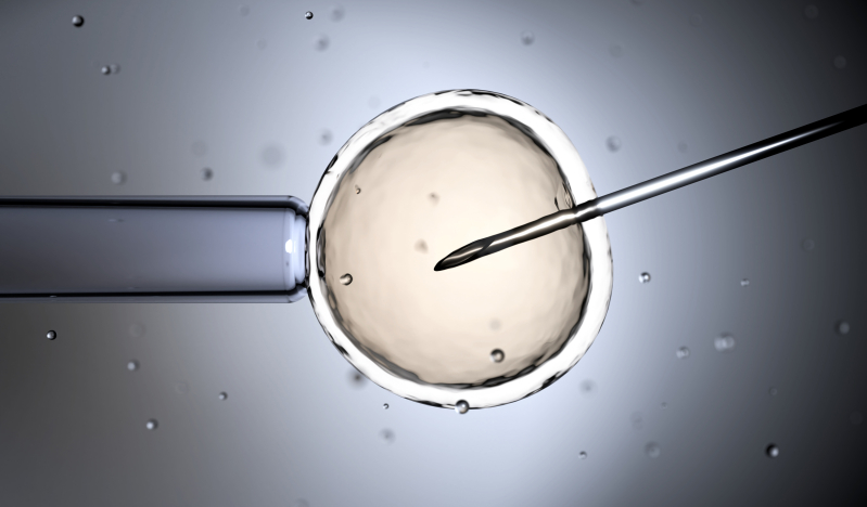 Swiss Evangelical Alliance opposes egg donation plans for women in Switzerland